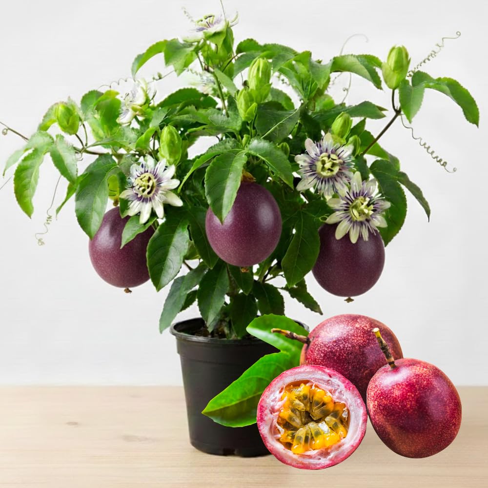 Purple Passion Fruit Plant Live, Well-Rooted Starter Plant, 4-6 Inch Tall