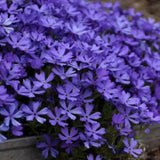2 Creeping Phlox Plants Live, Starter 5-7 Inch Tall