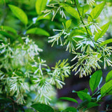 3 Night Blooming Jasmine Vine Live Plants, Flowering Shrub, 4-6 Inch Tall