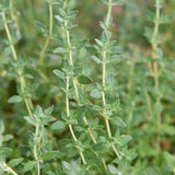 Combo 3 English Thyme Live Plant 4-7" Tall