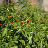 150 Chili Pequin Pepper Garden Seeds, Pepper Seeds for Planting
