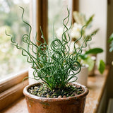 Corkscrew Rush Spiralis Live Plant, Live Starter Plant, 4 Inch Pot
