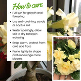 Yellow Live Desert Rose Plant, Home Garden Plant, 4-6 Inch Tall