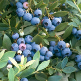 2 Sunshine Blueberry Plant Live, Blueberry Bushes Plant, 4-7 Inch Tall