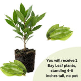 Sweet Bay Leaf Live Plant, Live Starter Plant, 4-6 Inch Tall