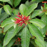 3 Hamelia Firefly Plant Live, Hamelia Live Plant, 4-6 Inch Tall