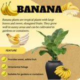 Truly Tiny Banana Tree Live Plant, Home Garden Plant, 4-6 Inch Tall