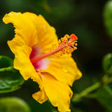 4 Yellow Hibiscus Live Plants, Hibiscus Flower, Patio Container Plant, 4-8 Inch Tall