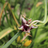 100 Heirloom Egyptian Walking Onion Seeds, Home Garden Plant