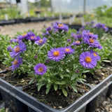 Lilac Aster Flower Plant, Live Perennial Plug with Blue Purple Blooms