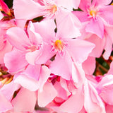 Pink Oleander Live Plant, Home Garden Plant, 4-6 Inch Tall