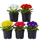 2 Random Primrose Plants Live, Perennial Flower Plant, 3 Inch Pot