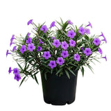 6 Purple Mexican Petunia Plants Live, Perennial Plant, 4-6 Inch Tall
