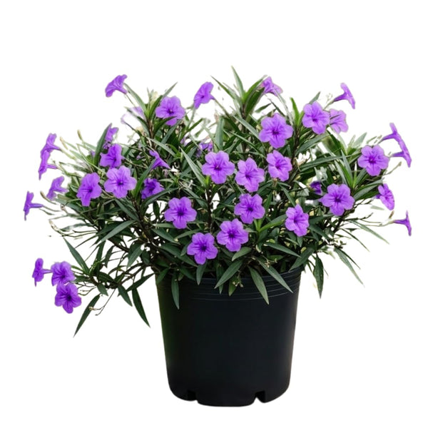 6 Purple Mexican Petunia Plants Live, Perennial Plant, 4-6 Inch Tall