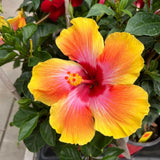 4 Red Yellow Hibiscus Live Plants, Hibiscus Flower, Patio Container Plant, 4-8 Inch Tall