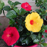 Set 3 Mix Hibiscus Live Plants, Assorted Hibiscus Plant, 4–6" Tall