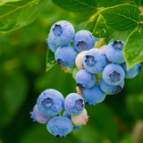 2 Top Hat Live Blueberry Plants, Ready to Grow Plant, 4-7 Inch Tall