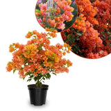 Set 2 Sundown Orange Bougainvillea Live Plant 5-7 Inch Tall