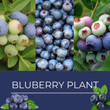 2 Sharpblue Blueberry Live Plants, Ready to Grow Plant, 4-7 Inch Tall