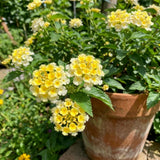2 Yellow White Lantana Live Plants, Indoor Outdoor Plant, 4-7 Inch Tall