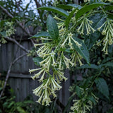 Set of 3 Fragrant Night Blooming Jasmine Plants Live,