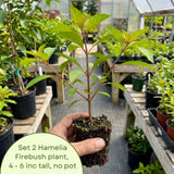 2 Dwarf Firebush Hamelia Live Plants, Hardy Flowering Shrub, 4-6 Inch Tall