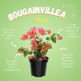 2 Orange Bougainvillea Plants Live, Outdoor Garden Plant, 4-6 Inch Tall
