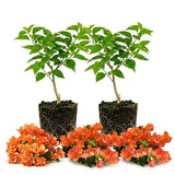 2 Orange Bougainvillea Live Plants, Tropical Flower Plant, 4-7 Inch Tall