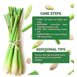 2 Lemon Grass Live Plants, Fragrant Herb Plant, 6-10 Inch Tall