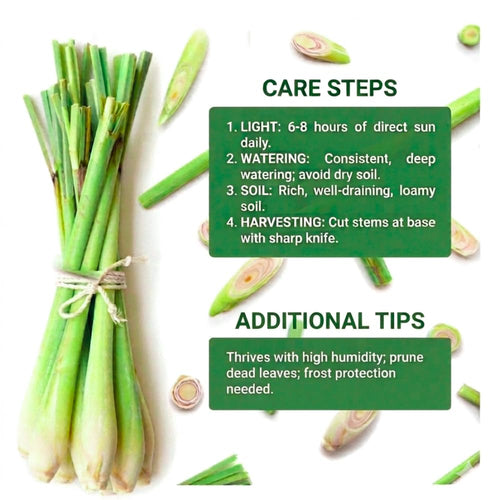 2 Lemon Grass Live Plants, Fragrant Herb Plant, 6-10 Inch Tall