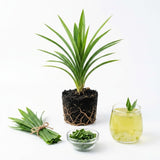 Pandan Live Plant, Well-Rooted Herb Plant, 4-8 Inch Tall