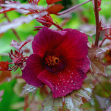 3 Cranberry Hibiscus Plants Live, Outdoor Garden Plant, 4-6 Inch Tall