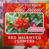 2 Red Milkweed Live Plants, Asclepias Tuberosa, 4-6 Inch Tall