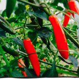 Green Hot Chili Pepper Plant Live, Pepper Plant, 4-7 Inch Tall, 4 Inch Pot