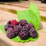3 Glencoe Thornless Live Raspberry Plants, Ready to Grow Plant, 4-6 Inch Tall