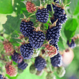 2 Ouachita Blackberries Plant Live, Sweet Fruit, 4-7 Inch Tall