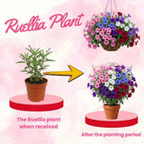 4 Mixed Mexican Petunia Plants Live, Hardy Perennial Flowers, 4-6 Inch Tall
