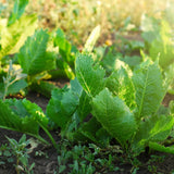 3 Horseradish Live Plants, Live Starter Plant, 4-6 Inch Tall