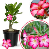 Pink Desert Rose Live Plant 4-7 Inches Tall