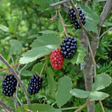 2 Ouachita Blackberries Plant Live, Sweet Fruit, 4-7 Inch Tall