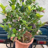Yellow Meyer Lemon Tree Live Plant, Fragrant Citrus Fruit Tree, 2 Ft Tall