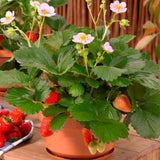 Red Strawberry Live Plant, Berry Plant, 2-3 Inch Tall, 3 Inch Pot