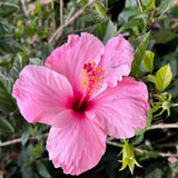 4 Light Pink Hibiscus Live Plants, Hibiscus Flower, Patio Container Plant, 4-8 Inch Tall