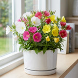 Random Primrose Live Plant, 2-3 Inch Tall, 3 Inch Pot