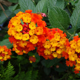 2 Red Lantana Plants Live, Hardy Flowering Perennial, 4-6" Tall