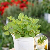 3 Mojito Mint Plants Live, Well-Rooted Herb Plant, 3-5 Inch Tall