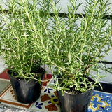Sets 4 Rosemary Plants Live 4-7 Inches in Tall, No Pot, Fast-Growing, Fragrant Fresh Herb Plants for Outdoor Garden, Patio, or Container Planting (High-yielding)