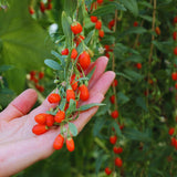 Red Goji Berry Live Plant, Starter Plant, 5-7 Inch Tall