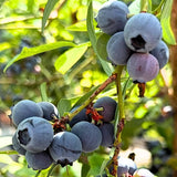 2 Jewel Blueberry Plant Live, Blueberry Bushes Plant, 4-7 Inch Tall