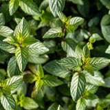 Chocolate Mint Plant Live, 4-5 Inch Tall, 3.5 Inch Pot